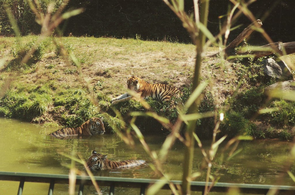 Zwemmende tijgers in de Beekse Bergen